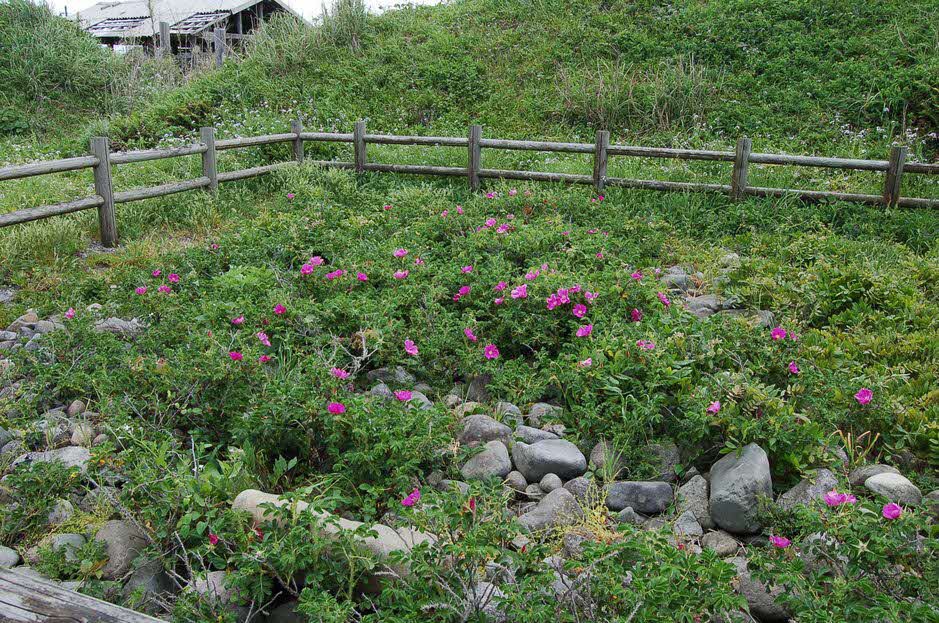 ハマナス自生南限地帯