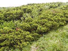 ダイセンキャラボク純林